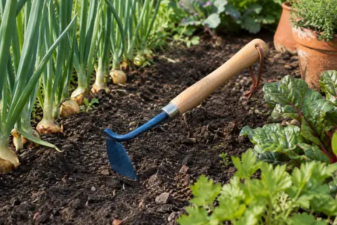 Binette à oignons à tête étroite bleue et manche en frêne posée près d’un rang de légumes